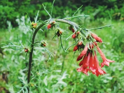 Nature Awareness Practice