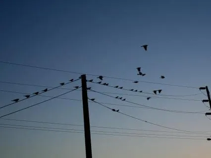 Nature Birds Extended - Relaxing Nature Sounds For Sleep