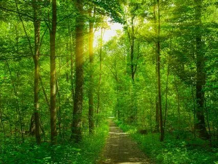 Get Grounded In Nature: ROOT Chakra Energy Healing