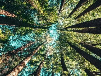 Nature Connection Meditation: The Web Of Life