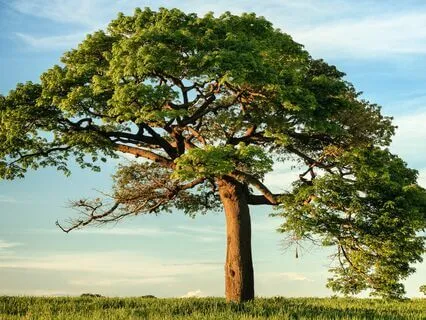 Nature Energy Clearing Meditation