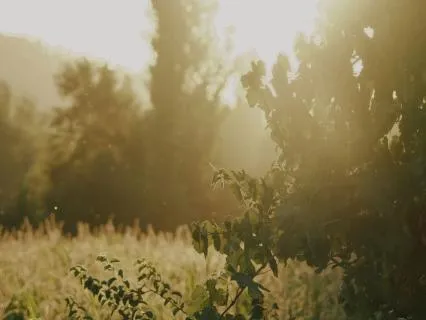 Nature - For A Grounding And Calm Presence In Nature.