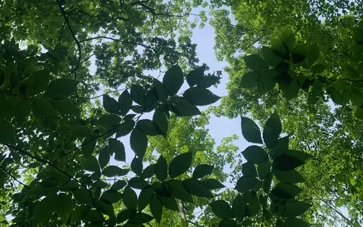 Nature Gratitude & Meditation - Birds & Rain In The Background