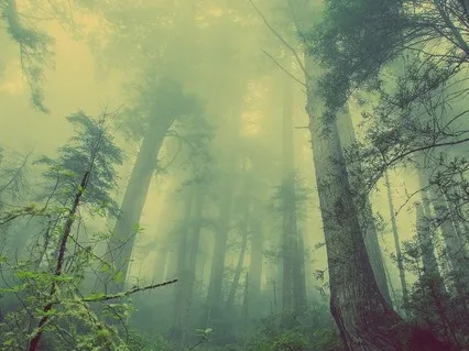 Nature Grounding Soundscape