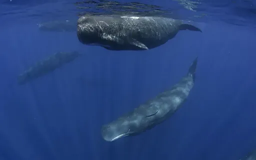 Nature Guided Visualization