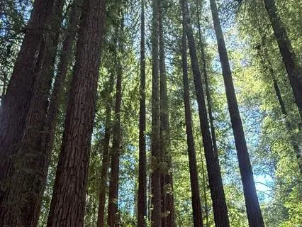 Nature Inspired Self-Love Meditation