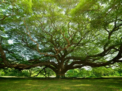 Affirmations: Nature Is My True Nature