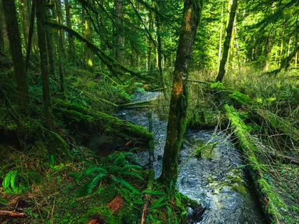 Nature Meditation: Forest Stream (Recorded Outdoors) 