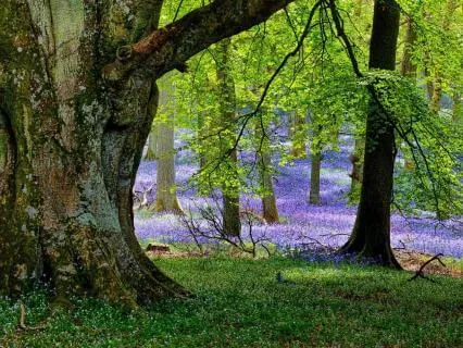 Nature Meditation: Rest Beside The Forest Tree