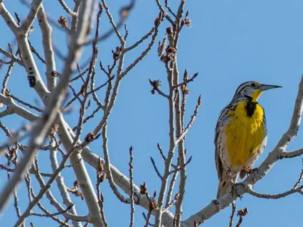 Nature Meditation | Sense Of Hearing