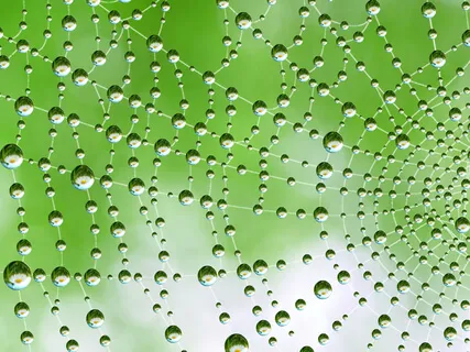 Nature Meditation - Spider