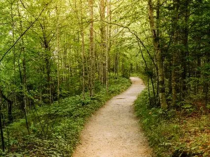 Nature Meditation | Walking Through A Forest