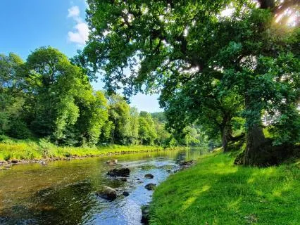 Nature Moments: By The Stream