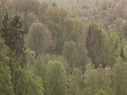 Nature Moments: In The Rain