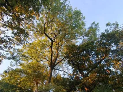 Nature Moments: Under The Trees