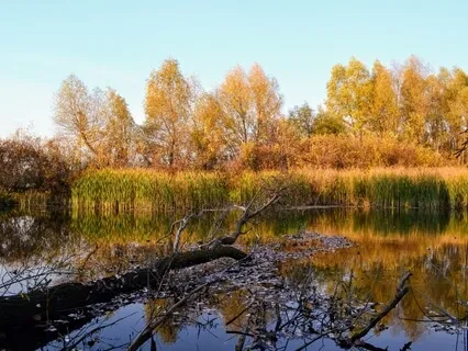 Yoga Nidra By A Mountain Stream