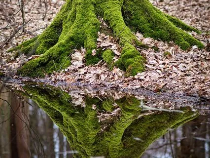 Nature Reflects Our True Nature: Am Eco-Therapy Practice