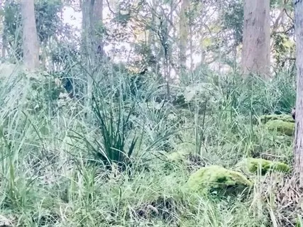 Nature Regeneration With Bell Birds