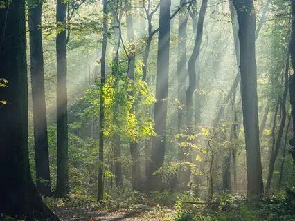 Nature’s Breath For Calm & Clarity