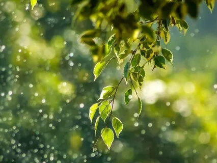 Nature's Embrace: A Guided Journey To Deep Relaxation