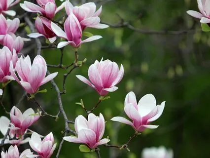 Nature's Harmony: A Journey Through The 5 Elements