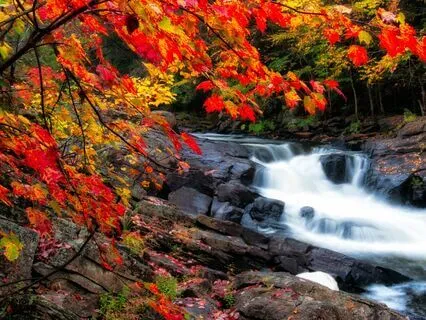 Nature's Melody: Calming Music With Pure Nature Sounds (XXL)