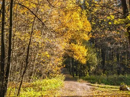 Nature's Soft Embrace