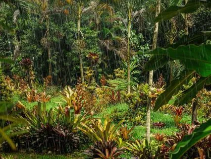 Nature's Sound Sleep - Tropical Rain - White Noise (10 Hr)