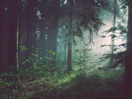 Nature’s Sound Sleep - Windy Forest White Noise - 8 Hr