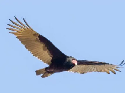 Nature's Way And The Intuition