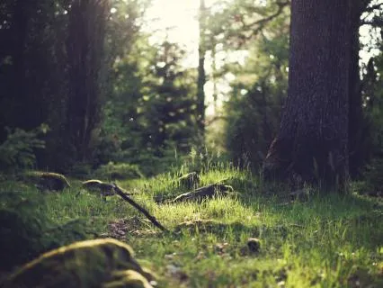 Nature's Wisdom: A Reiki Forest Healing