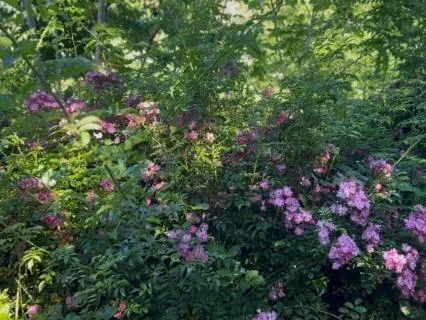 Nature Sanctuary Soundscape: Live Birdsong to Unwind Anxiety