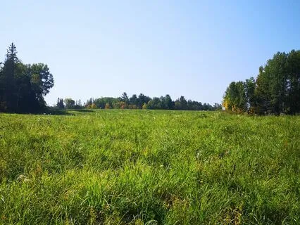 Nature Sleep Sounds - Crickets, Crows & Chickadees
