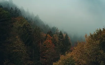 Nature Sleep Sounds - Rainy Day in the Forest