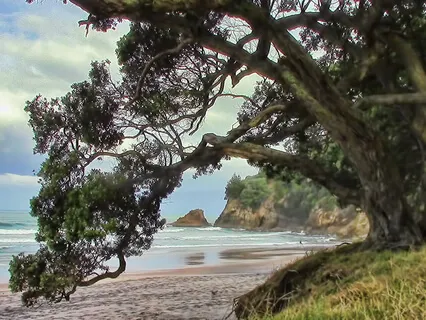 Nature Sound Bath & Music of the Plants