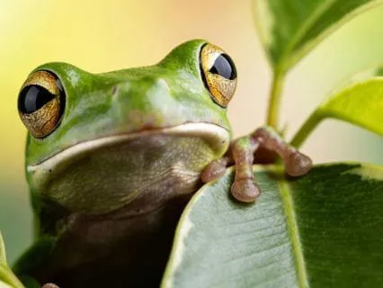 Nature Sound Bath | Frogs, Chimes & Rainstick