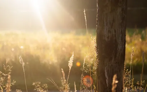 Nature Sound Therapy - Morning