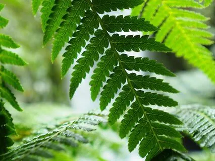 Nature Sound Therapy For Healing