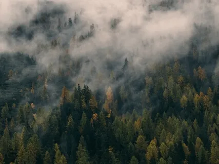 Peaceful Woodlands Nature Sounds