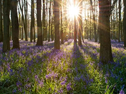 Nature Sounds: A Morning In The Woods