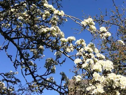 Nature Sounds: Baby Birds Nesting In An English Garden
