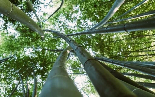 Nature Sounds: Bamboo Forest Water Fountain