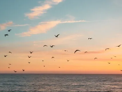 Nature Sounds: Bird Sounds For Relaxation