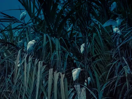 Nature Sounds: Birds In The Rain