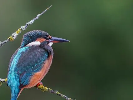 Nature Sounds: Birds