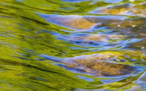 Nature Sounds: Bubbling Dart