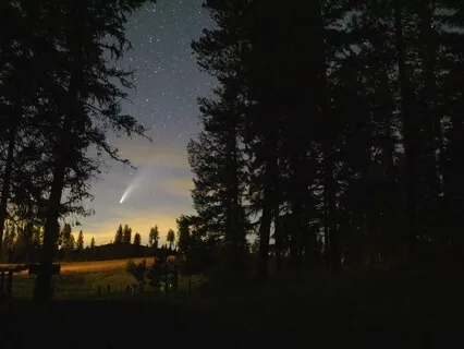 Nature Sounds: Calm Forest