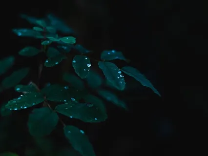 Nature Sounds: Calm Rain