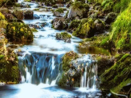 Nature Sounds: Calm Woodlands