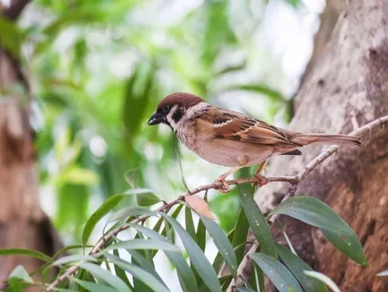 Nature Sounds Centring Meditation